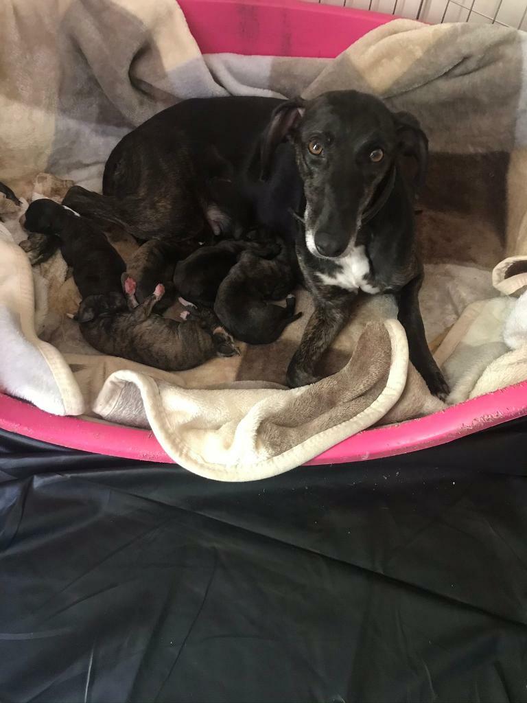 whippet puppies gumtree